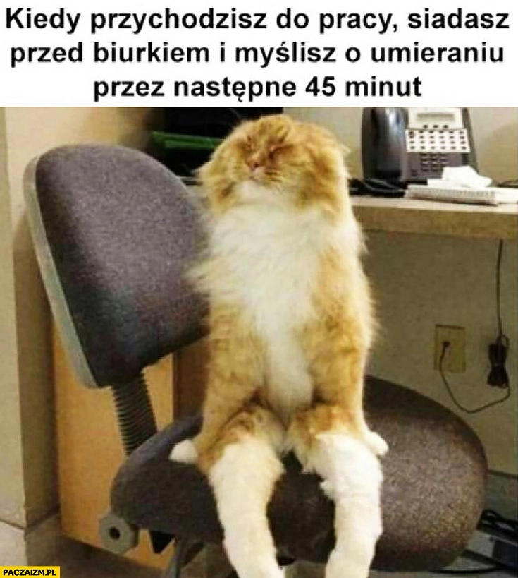 
    Kiedy przychodzisz do pracy, siadasz przed biurkiem i myślisz o umieraniu przez następne 45 minut kot