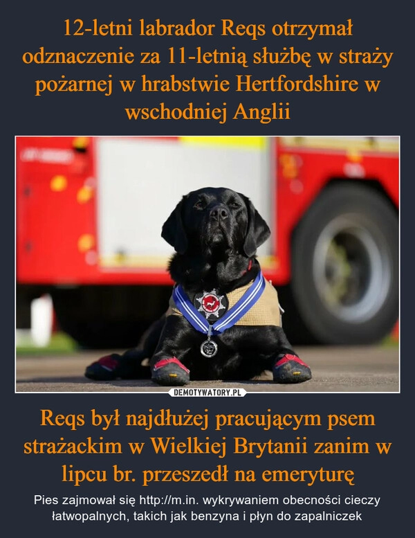 
    12-letni labrador Reqs otrzymał odznaczenie za 11-letnią służbę w straży pożarnej w hrabstwie Hertfordshire w wschodniej Anglii Reqs był najdłużej pracującym psem strażackim w Wielkiej Brytanii zanim w lipcu br. przeszedł na emeryturę