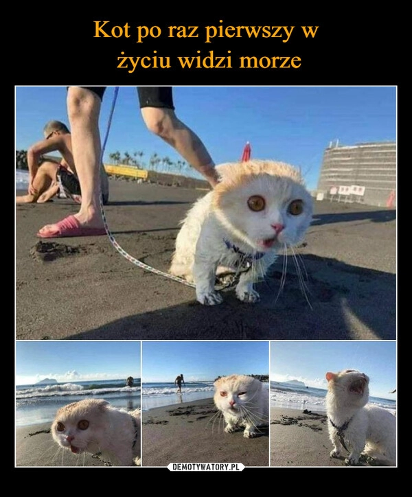 
    Kot po raz pierwszy w
 życiu widzi morze