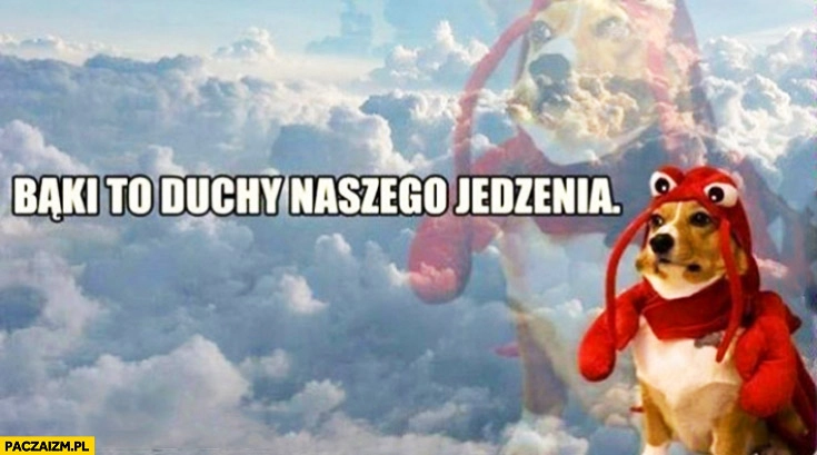 
    Bąki to duchy naszego jedzenia pies homar