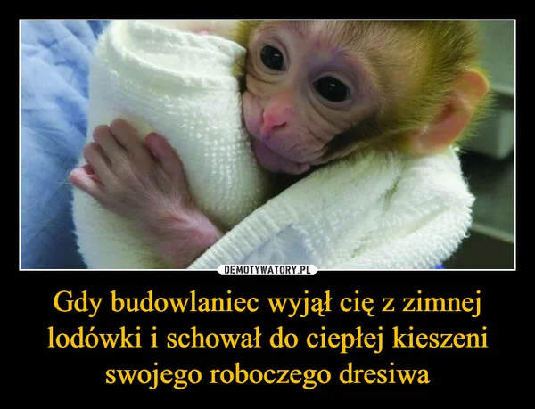 
    Gdy budowlaniec wyjął cię z zimnej lodówki i schował do ciepłej kieszeni swojego roboczego dresiwa
