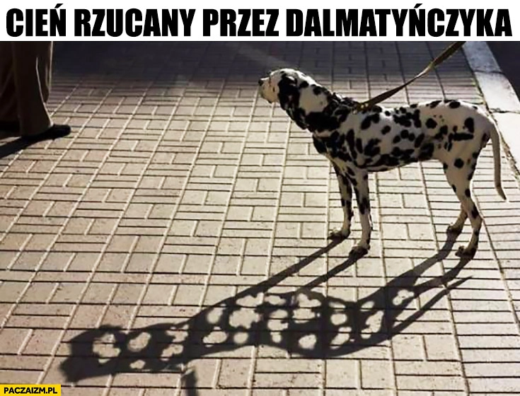 
    Cień rzucany przez dalmatyńczyka dziurawy