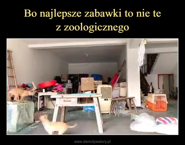 
    Bo najlepsze zabawki to nie te z zoologicznego