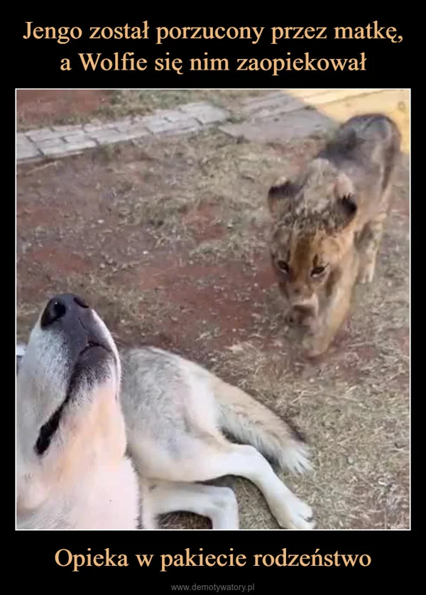 
    Jengo został porzucony przez matkę, a Wolfie się nim zaopiekował Opieka w pakiecie rodzeństwo