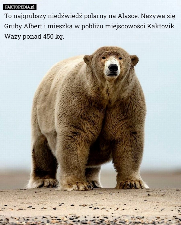 
    To najgrubszy niedźwiedź polarny na Alasce. Nazywa się Gruby Albert i mieszka...