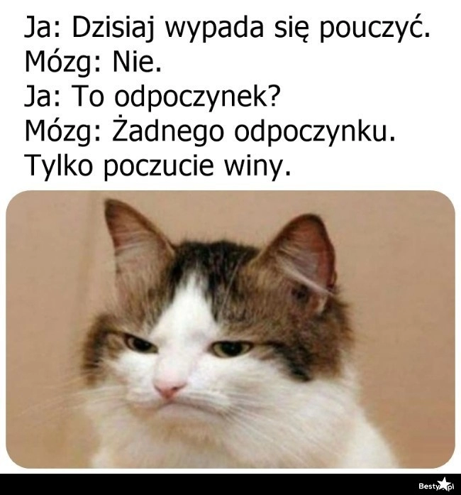 
    Tylko poczucie winy 