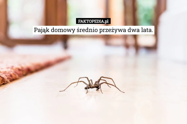 
    Pająk domowy średnio przeżywa dwa lata.