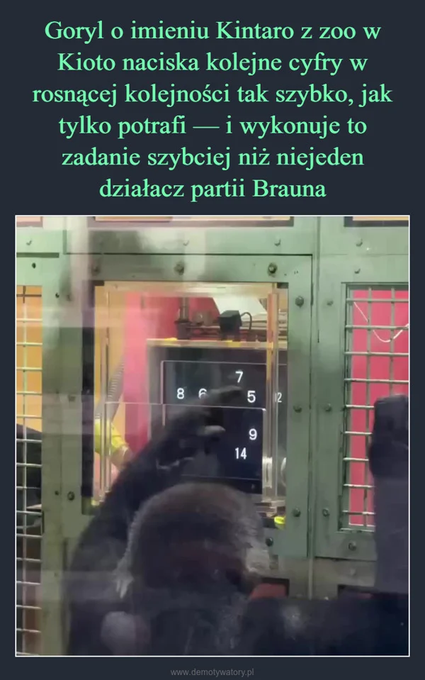 Goryl o imieniu Kintaro z zoo w Kioto naciska kolejne cyfry w rosnącej kolejności tak szybko, jak tylko potrafi — i wykonuje to zadanie szybciej niż niejeden działacz partii Brauna