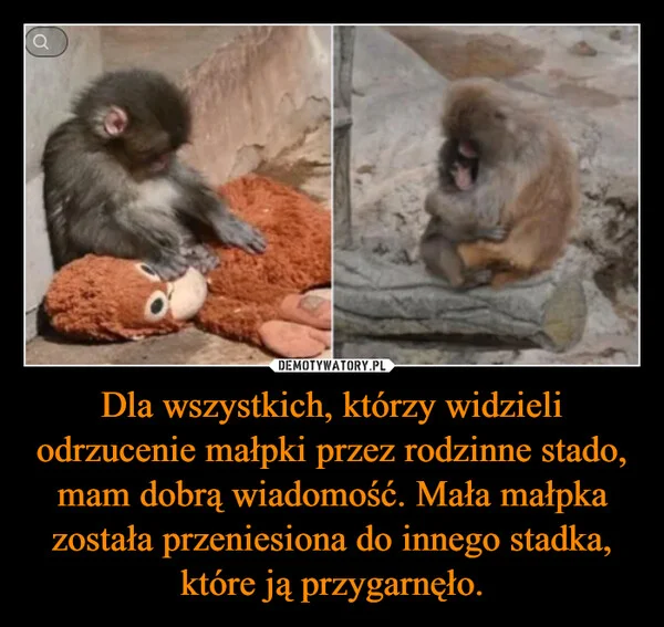 
    Dla wszystkich, którzy widzieli odrzucenie małpki przez rodzinne stado, mam dobrą wiadomość. Mała małpka została przeniesiona do innego stadka, które ją przygarnęło.