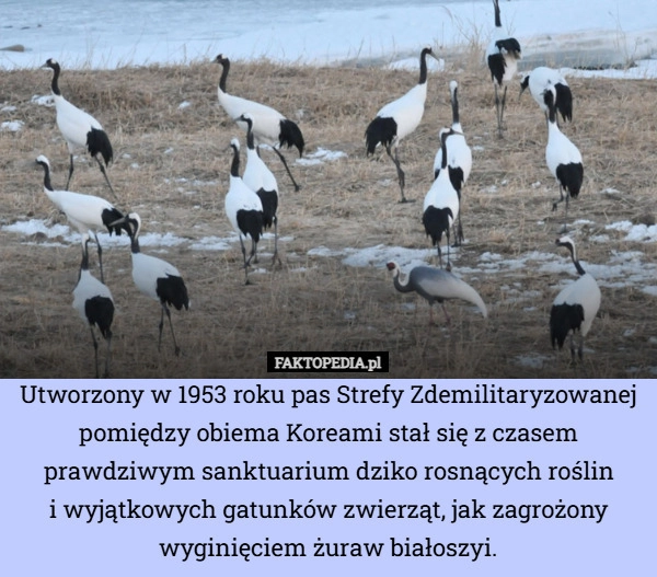 
    Utworzony w 1953 roku pas Strefy Zdemilitaryzowanej pomiędzy obiema Koreami