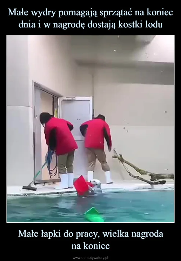 
    Małe wydry pomagają sprzątać na koniec dnia i w nagrodę dostają kostki lodu Małe łapki do pracy, wielka nagroda na koniec