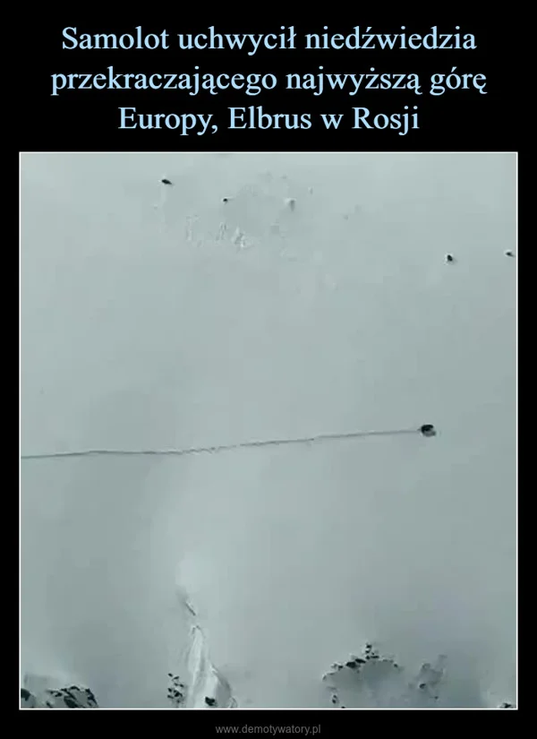 
    Samolot uchwycił niedźwiedzia przekraczającego najwyższą górę Europy, Elbrus w Rosji