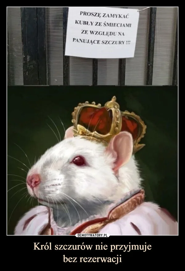 
    Król szczurów nie przyjmuje bez rezerwacji