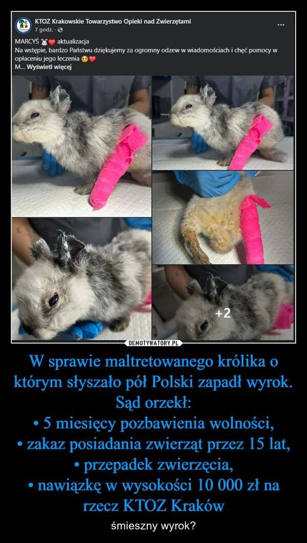 W sprawie maltretowanego królika o którym słyszało pół Polski zapadł wyrok. Sąd orzekł: • 5 miesięcy pozbawienia wolności, • zakaz posiadania zwierząt przez 15 lat, • przepadek zwierzęcia, • nawiązkę w wysokości 10 000 zł na rzecz KTOZ Kraków