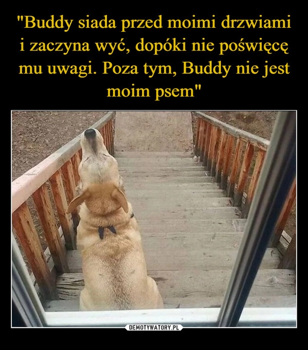 
    "Buddy siada przed moimi drzwiami i zaczyna wyć, dopóki nie poświęcę mu uwagi. Poza tym, Buddy nie jest moim psem" 