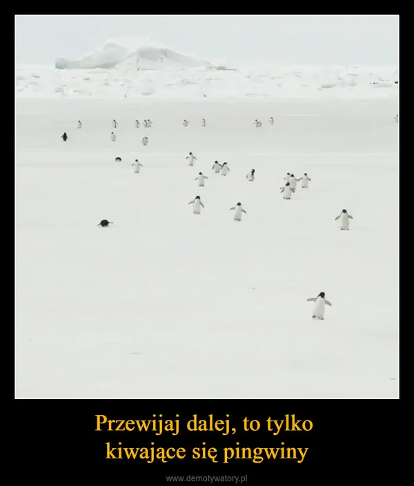 
    Przewijaj dalej, to tylko kiwające się pingwiny