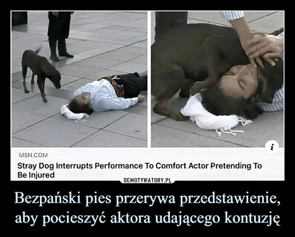 
    Bezpański pies przerywa przedstawienie, aby pocieszyć aktora udającego kontuzję