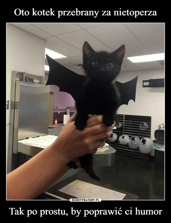 
    Oto kotek przebrany za nietoperza Tak po prostu, by poprawić ci humor