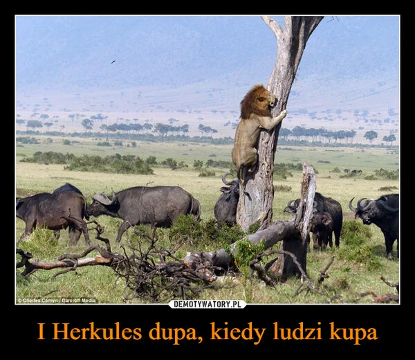 
    I Herkules dupa, kiedy ludzi kupa