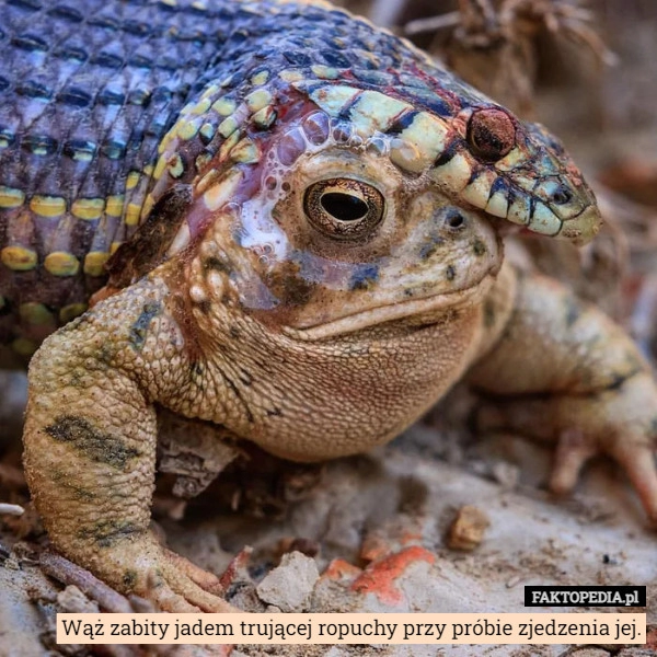 
    
			Wąż zabity jadem trującej ropuchy przy próbie zjedzenia jej.					