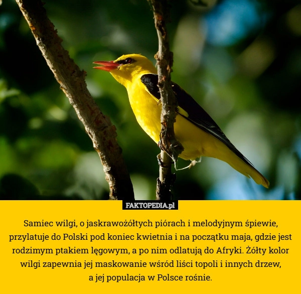 
    Samiec wilgi, o jaskrawożółtych piórach i melodyjnym śpiewie, przylatuje