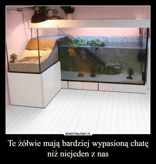 Te żółwie mają bardziej wypasioną chatę niż niejeden z nas