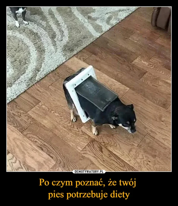 
    Po czym poznać, że twój pies potrzebuje diety