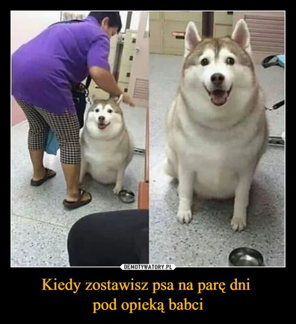 
    Kiedy zostawisz psa na parę dni pod opieką babci