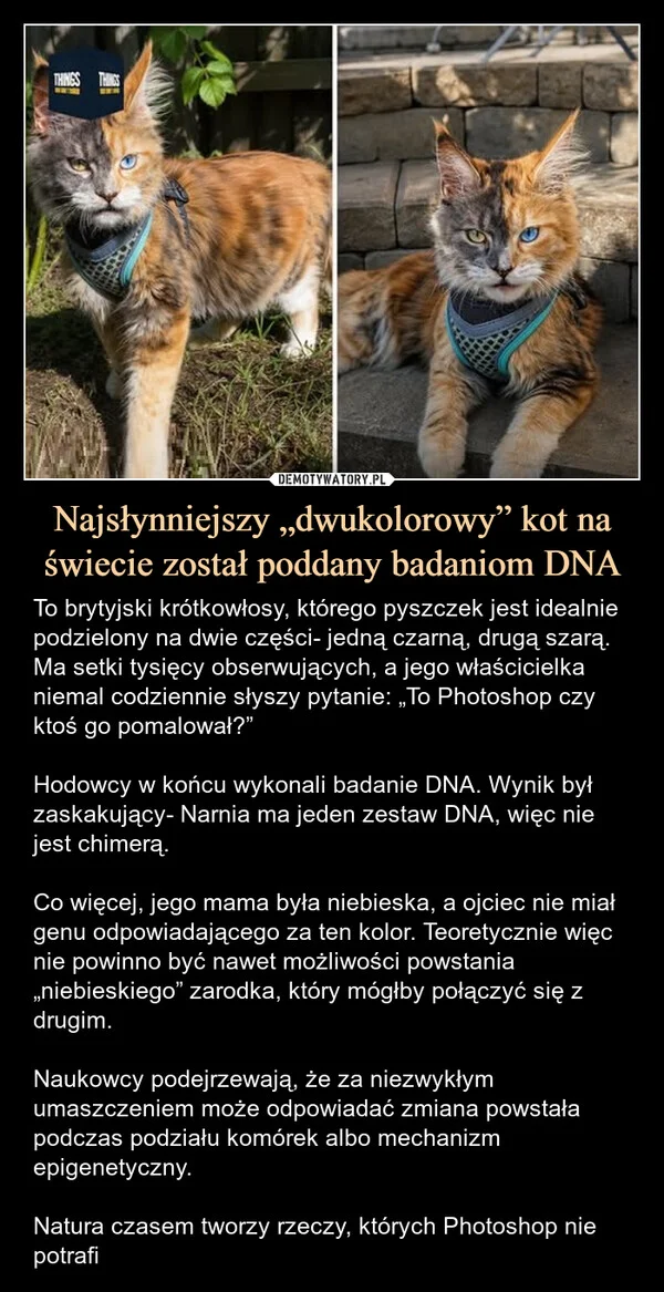 
    Najsłynniejszy „dwukolorowy” kot na świecie został poddany badaniom DNA