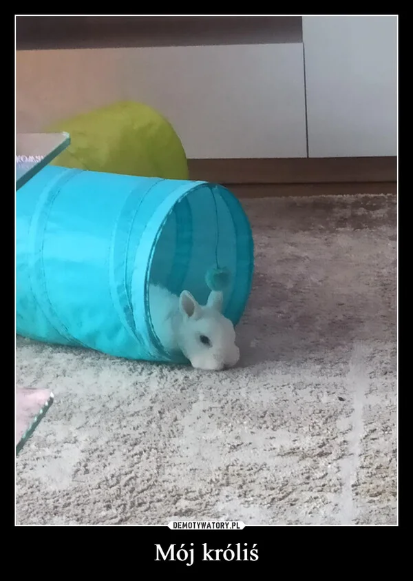 
    Mój króliś