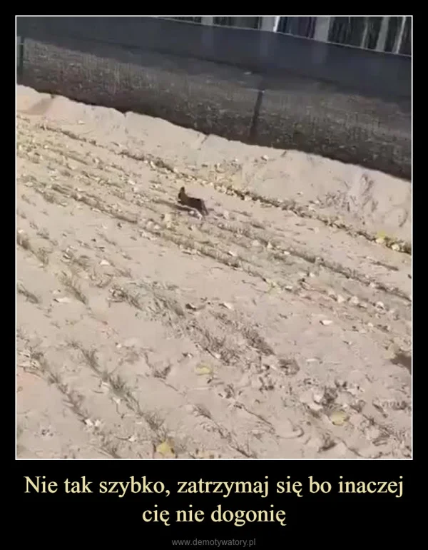 
    Nie tak szybko, zatrzymaj się bo inaczej cię nie dogonię