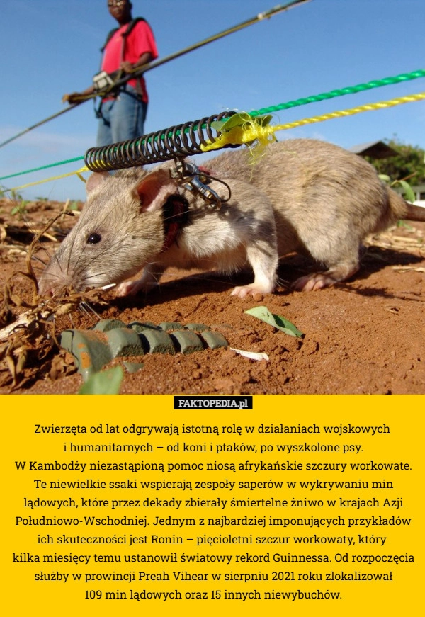 
    Zwierzęta od lat odgrywają istotną rolę w działaniach wojskowych 
i humanitarnych