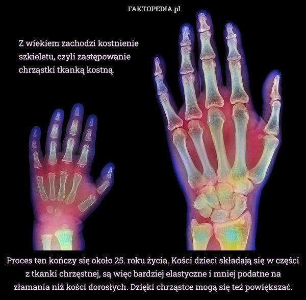 
    Proces ten kończy się około 25. roku życia. Kości dzieci składają się w
