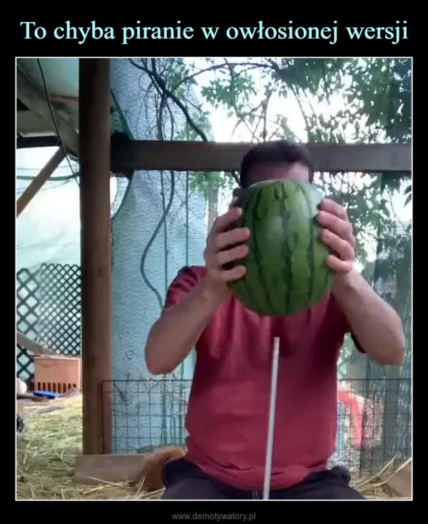 
    To chyba piranie w owłosionej wersji