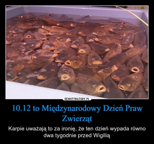 
    10.12 to Międzynarodowy Dzień Praw Zwierząt