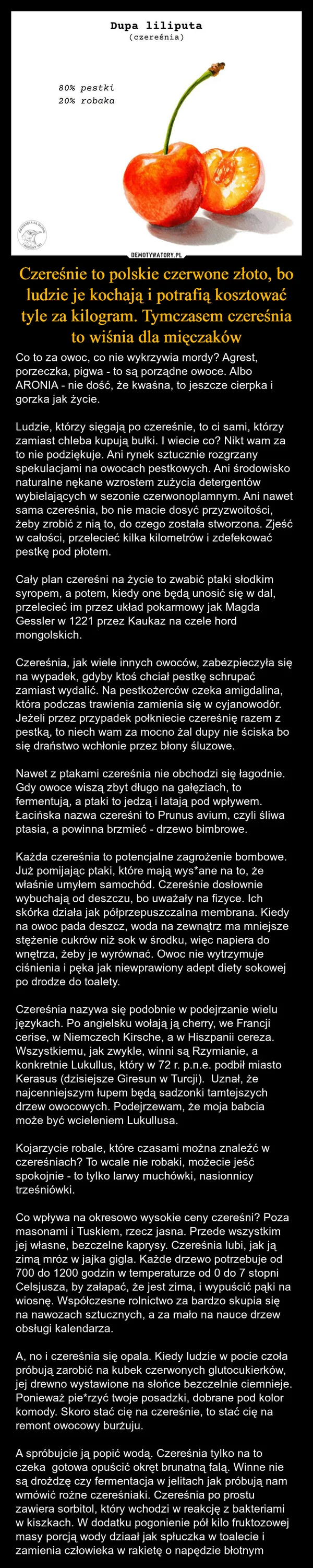 
    Czereśnie to polskie czerwone złoto, bo ludzie je kochają i potrafią kosztować tyle za kilogram. Tymczasem czereśnia to wiśnia dla mięczaków