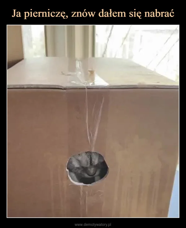 
    Ja pierniczę, znów dałem się nabrać