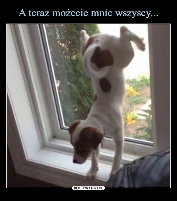 
    A teraz możecie mnie wszyscy...