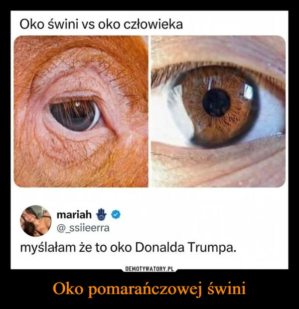 
    Oko pomarańczowej świni