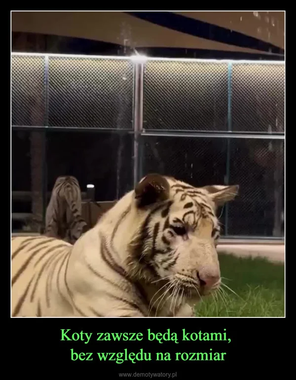 
    Koty zawsze będą kotami, bez względu na rozmiar
