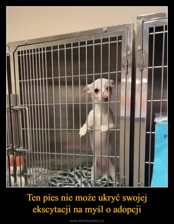 
    Ten pies nie może ukryć swojej ekscytacji na myśl o adopcji