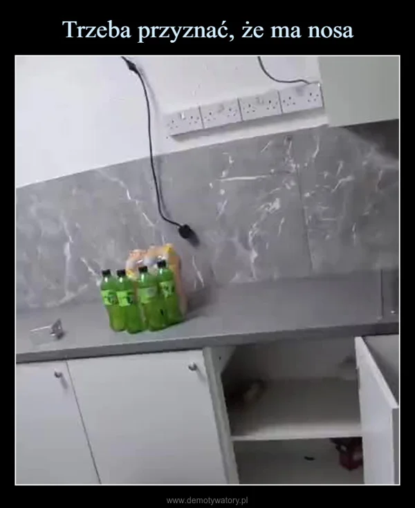 
    Trzeba przyznać, że ma nosa