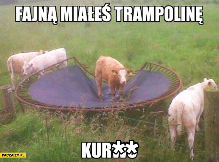 
    Fajną miałeś trampolinę kurwo krowa