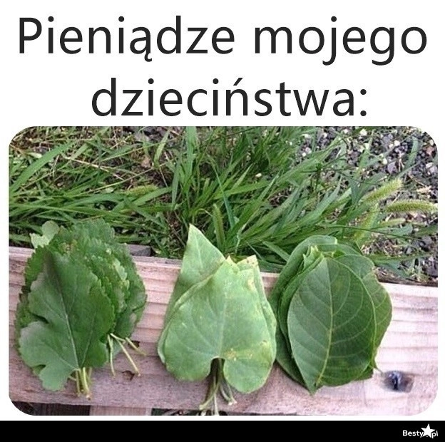 
    Wtedy jeszcze rosły na drzewach 