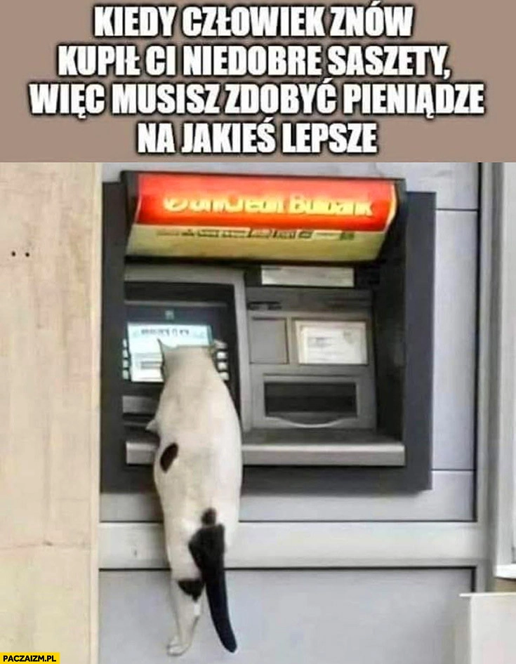 
    Kot bankomat kiedy człowiek znów kopił ci niedobre saszety wiec musisz zdobyć pieniądze na jakieś lepsze