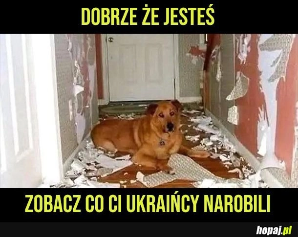 
    Dobrze, ze wróciłeś