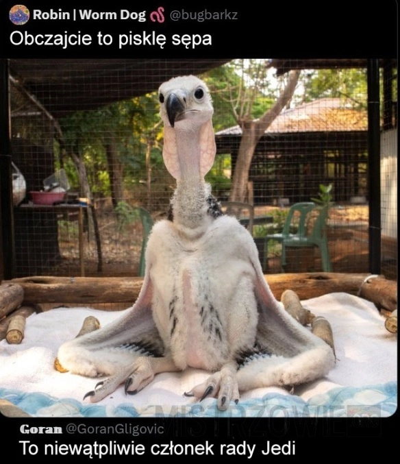 
    Pisklę