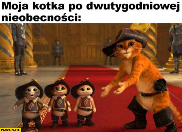 
    Moja kotka po dwutygodniowej nieobecności małe koty