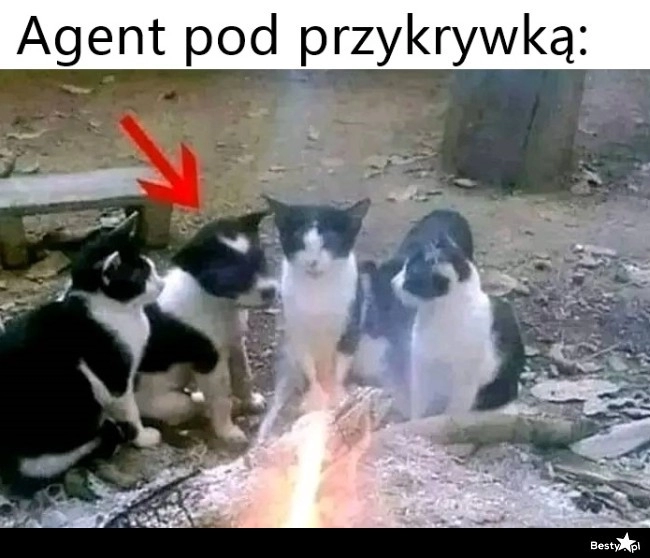 
    Agent pod przykrywką 