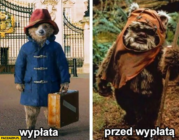 Wypłata, przed wypłatą: miś Ewok porównanie